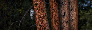 AMIDST THE EVERGREENS