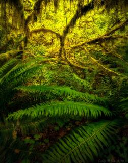 ANCIENT GROVE