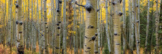 ASPEN SOAKED