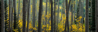 AUTUMN ALLURE