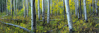 AUTUMN AT OWL CREEK