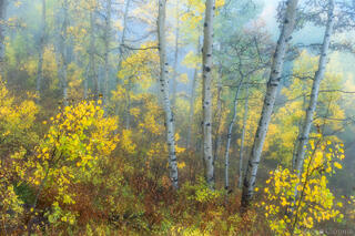AUTUMN DREAMS