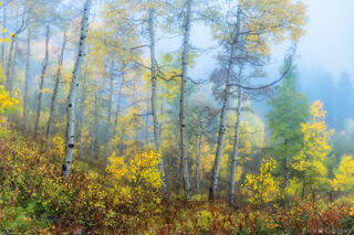 AUTUMN DREAMS II