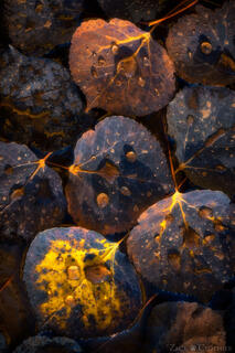 AUTUMN IMPRESSIONS