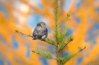 AUTUMN OWL