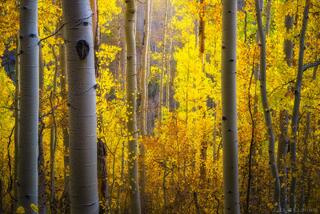 AUTUMN ZEN