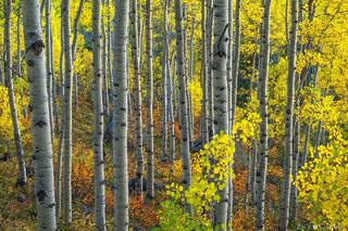 AUTUMN'S CANVAS