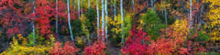AUTUMN'S PALETTE