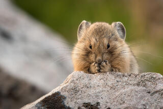 BASHFUL