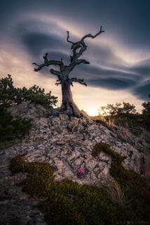 BEYOND THE REACHES