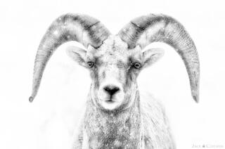 BIGHORN BLIZZARD