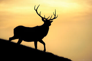 CROWN OF FIRE