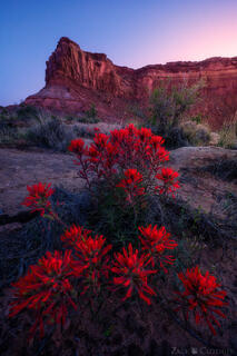 DESERT BLUSH