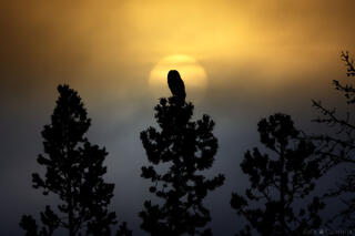 DREAMCATCHER