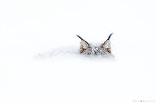 ELUSIVE BY NATURE
