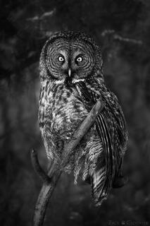 EYES OF THE OWL