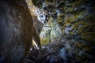 EYES OF THE WILD