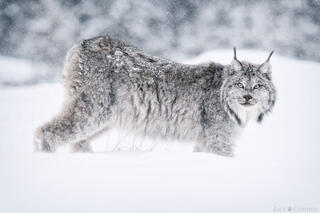 GHOST OF WINTER