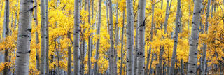 GOLDEN WEAVE