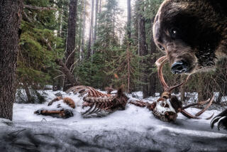 2021 International Wildlife Photographer of the Year!