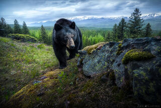 HEARTBEAT OF THE WILD