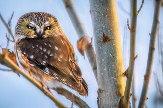 IN WINTER'S LIGHT