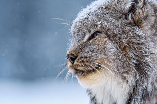 KING OF WINTER