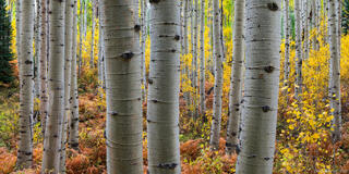 MAGIC OF FALL