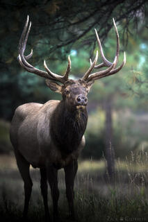 MONARCH OF THE TIMBER