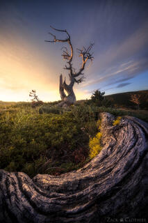 MONTANA ROOTS