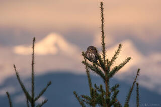 MOUNTAIN OWL