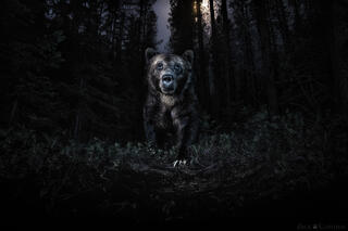 NIGHT OF THE GRIZZLY