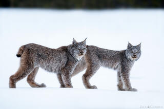 ON THE HUNT