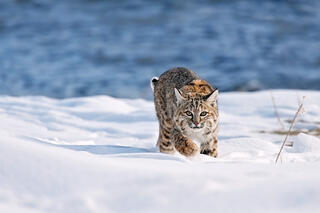 ON THE PROWL