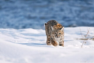 ON THE PROWL
