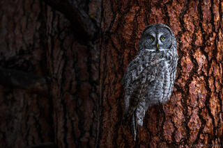 PHANTOM OF THE FOREST