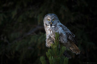 PHANTOM OF THE NORTHERN FOREST