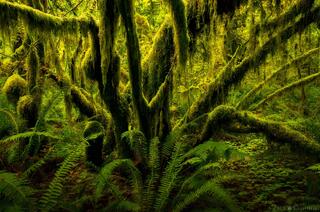 PRIMORDIAL EMBRACE