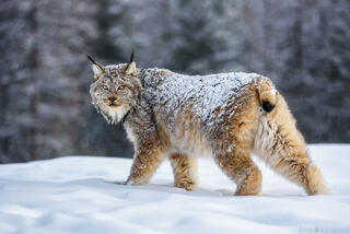 PROWLER