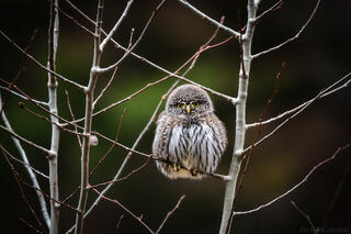PUFFED