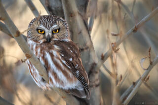 QUIET OBSERVER