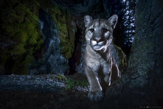SCAR