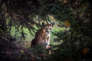 SECRETIVE BY NATURE