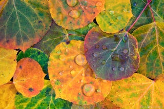 SHADES OF AUTUMN