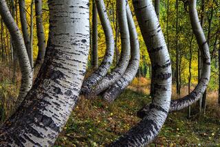 SINUOUS DANCE