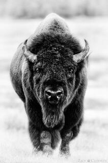 SPIRIT OF THE PLAINS
