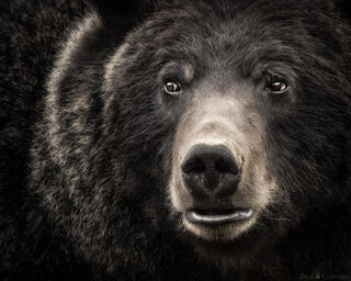 THE GREAT BEAR