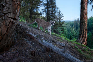 Revealing the Secret Lives of Wild Animals through Remote Camera Trap Photography