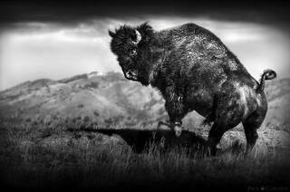 THUNDER OF THE PLAINS