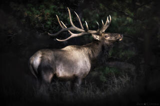 TIMBER KING